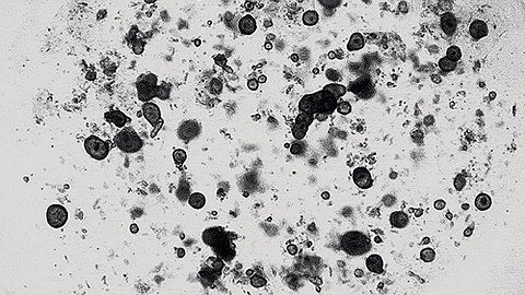 Чтобы слёзы капали